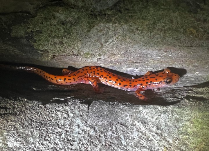 Cave Salamander